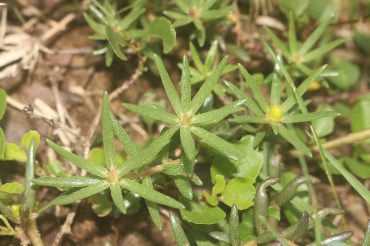 Portulaca tuberosa Roxb.